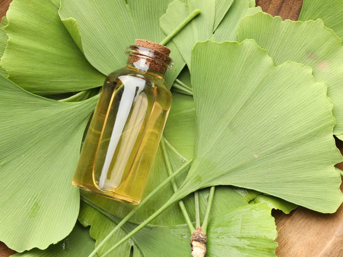 Remédio Natural para Memória 3: Ginkgo biloba