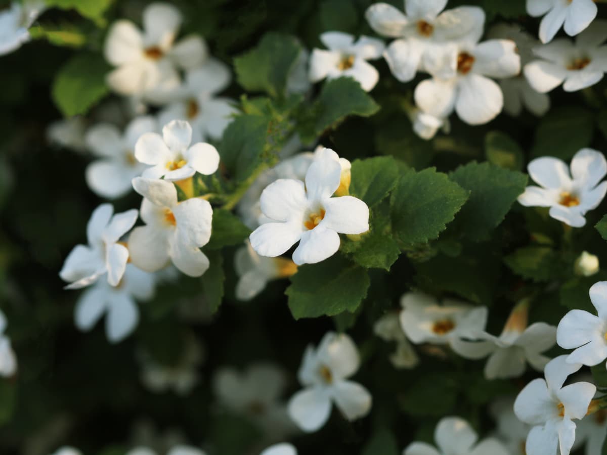 Remédio natural para memória 1: Bacopa monnieri