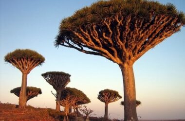 Seiva de Dragão: O Guia Definitivo Sobre a Resina Sagrada da Amazônia